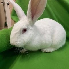 Enlarge Enid, a Adoptable New Zealand in Haltom City, TX image 3/4