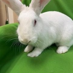 Enlarge Enid, a Adoptable New Zealand in Haltom City, TX image 4/4