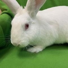 Enlarge Enid, a Adoptable New Zealand in Haltom City, TX image 1/4