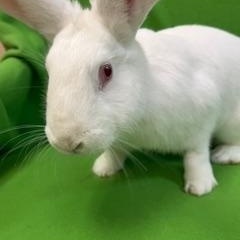 Enlarge Enid, a Adoptable New Zealand in Haltom City, TX image 2/4