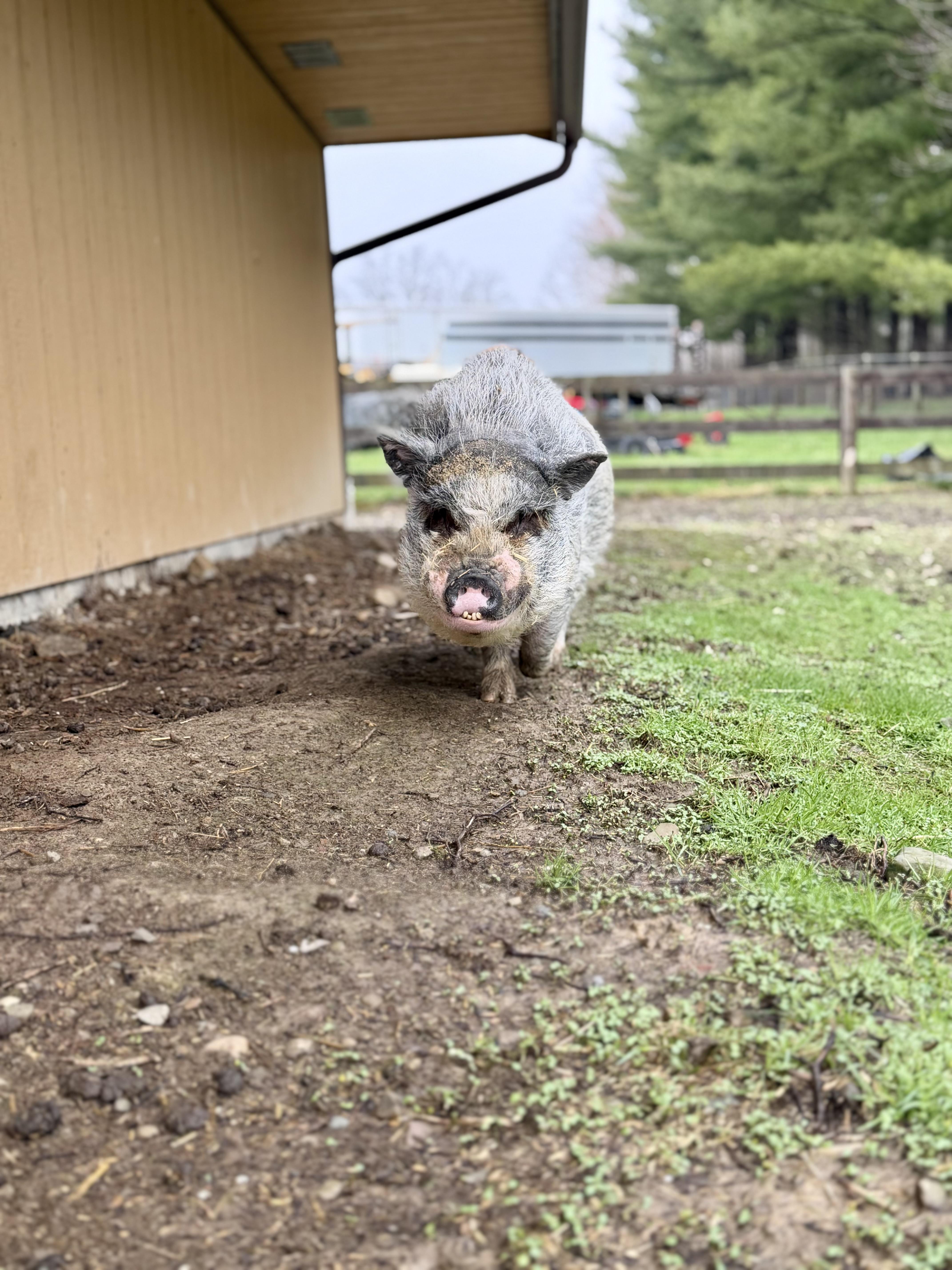 Enlarge Bourbon, a ADOPTABLE Pot Bellied in Ravenna, OH image 2/6