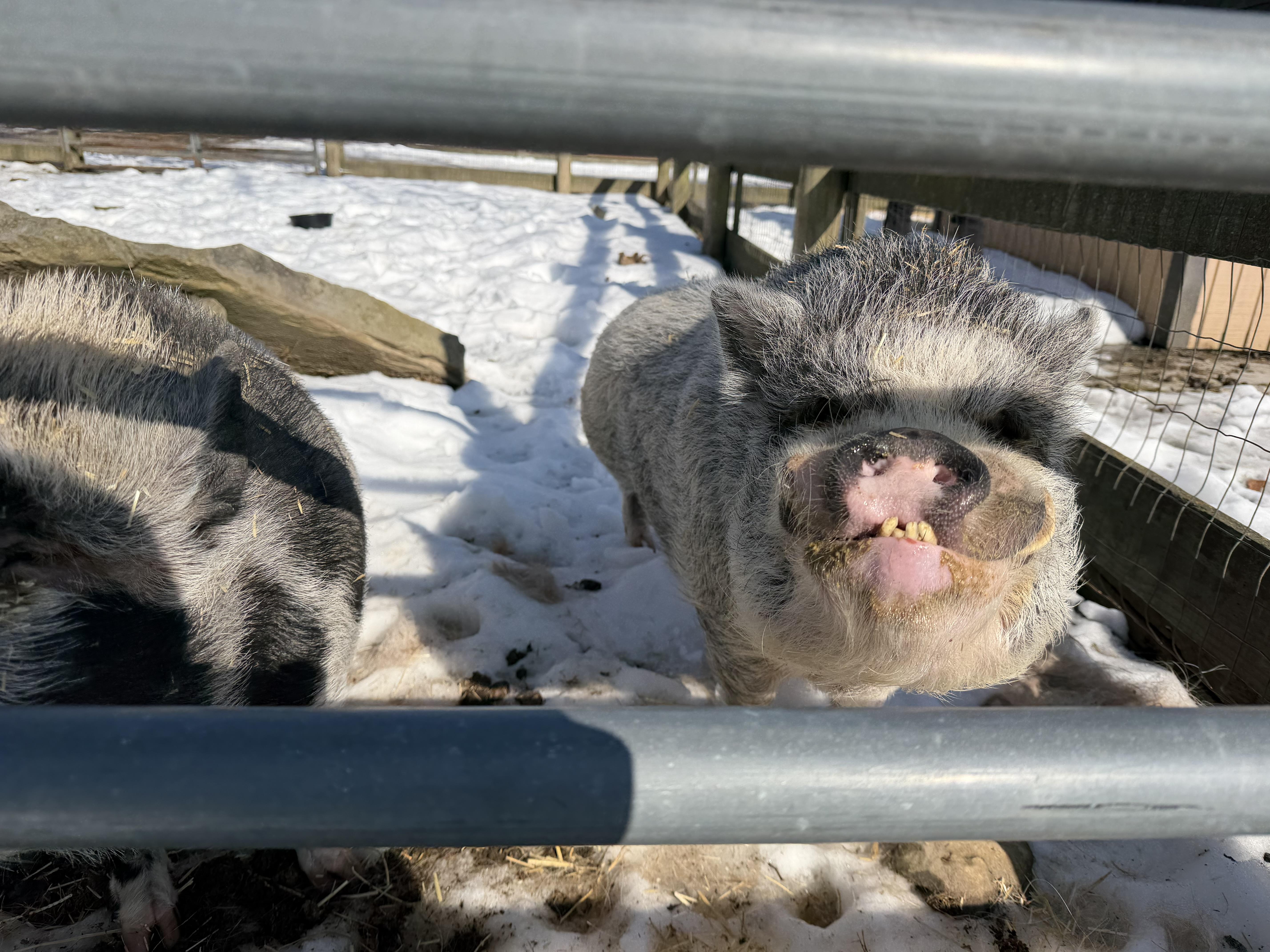 Bourbon, a ADOPTABLE Pot Bellied in Ravenna, OH image 2/3