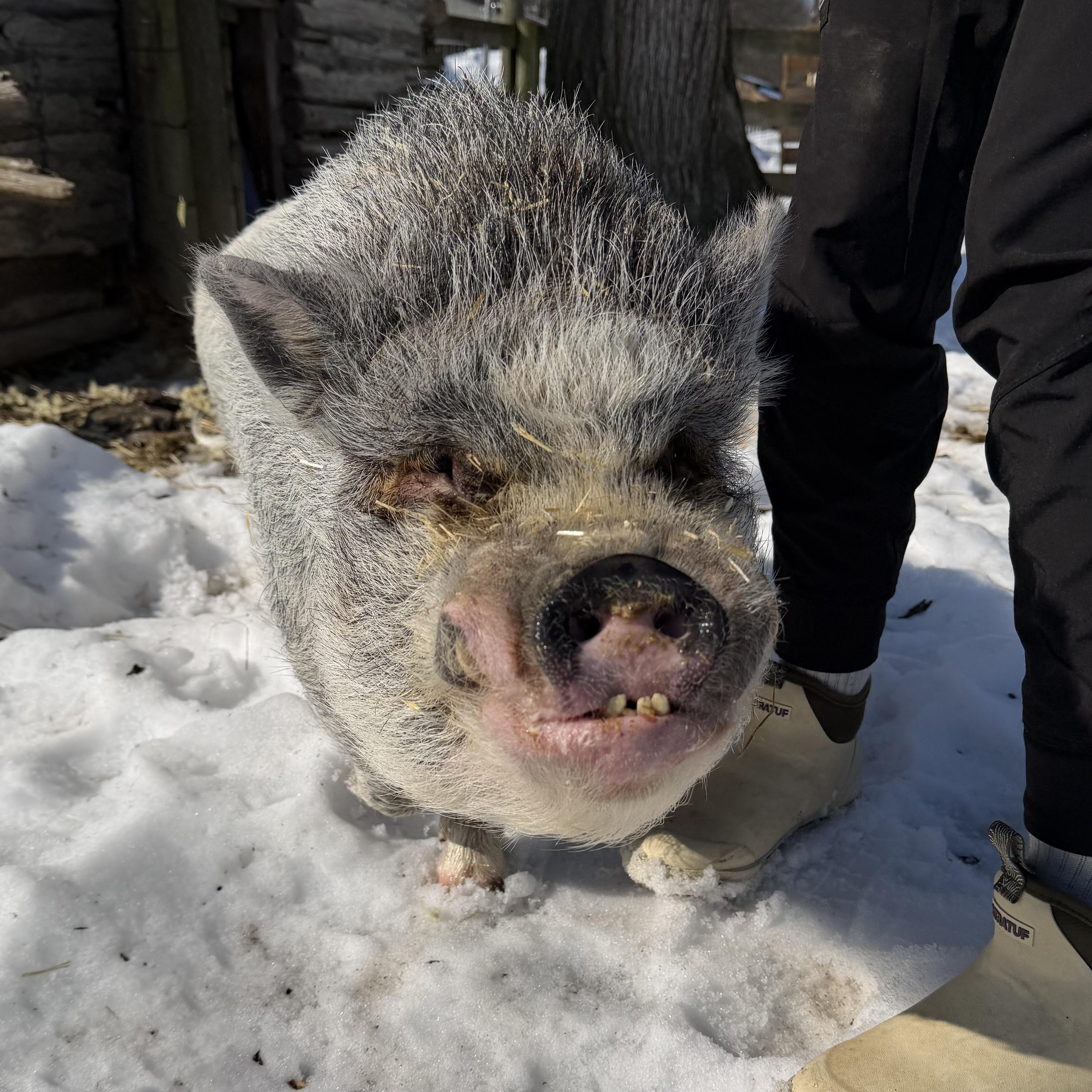 Bourbon, a ADOPTABLE Pot Bellied in Ravenna, OH image 1/3