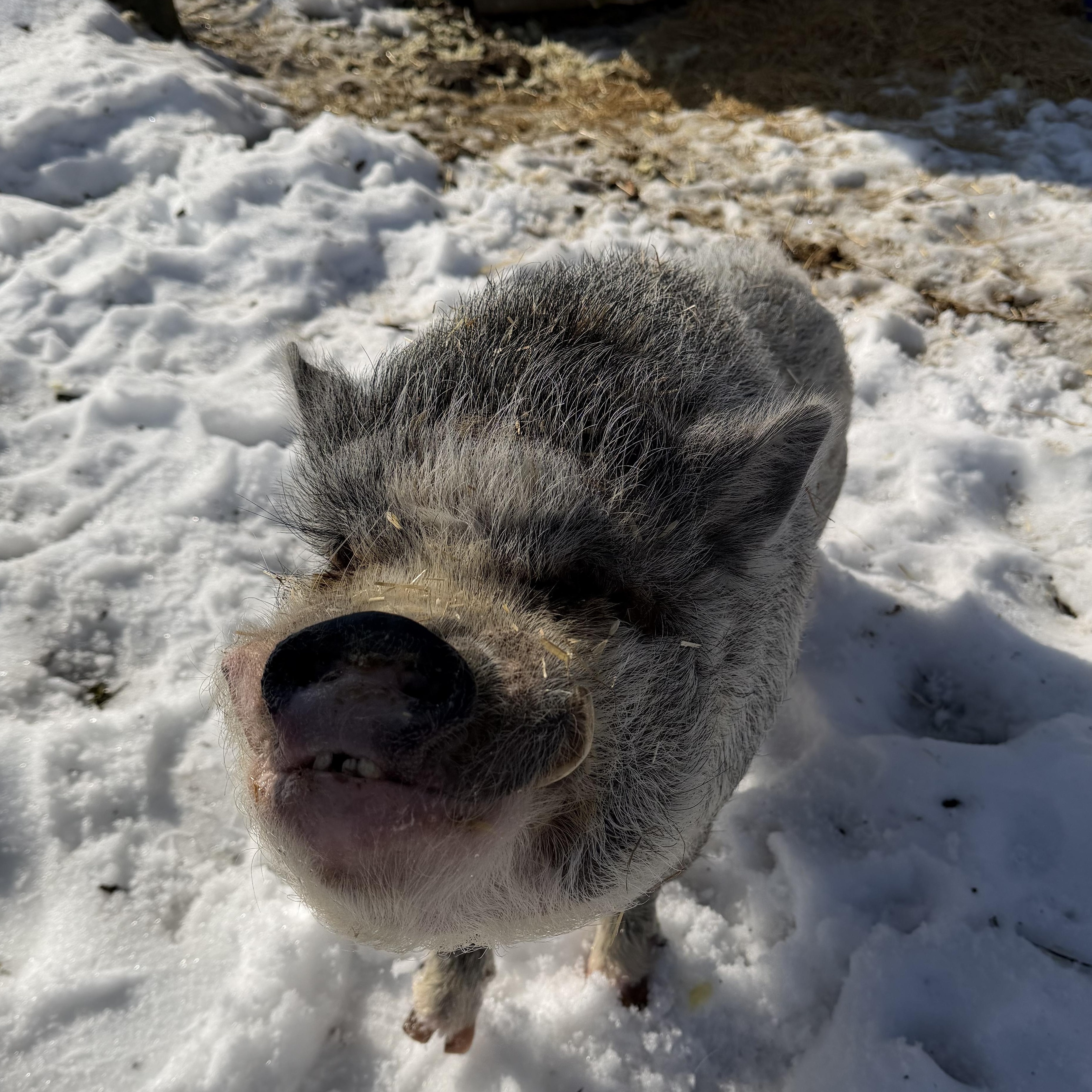 Bourbon, a ADOPTABLE Pot Bellied in Ravenna, OH image 3/3