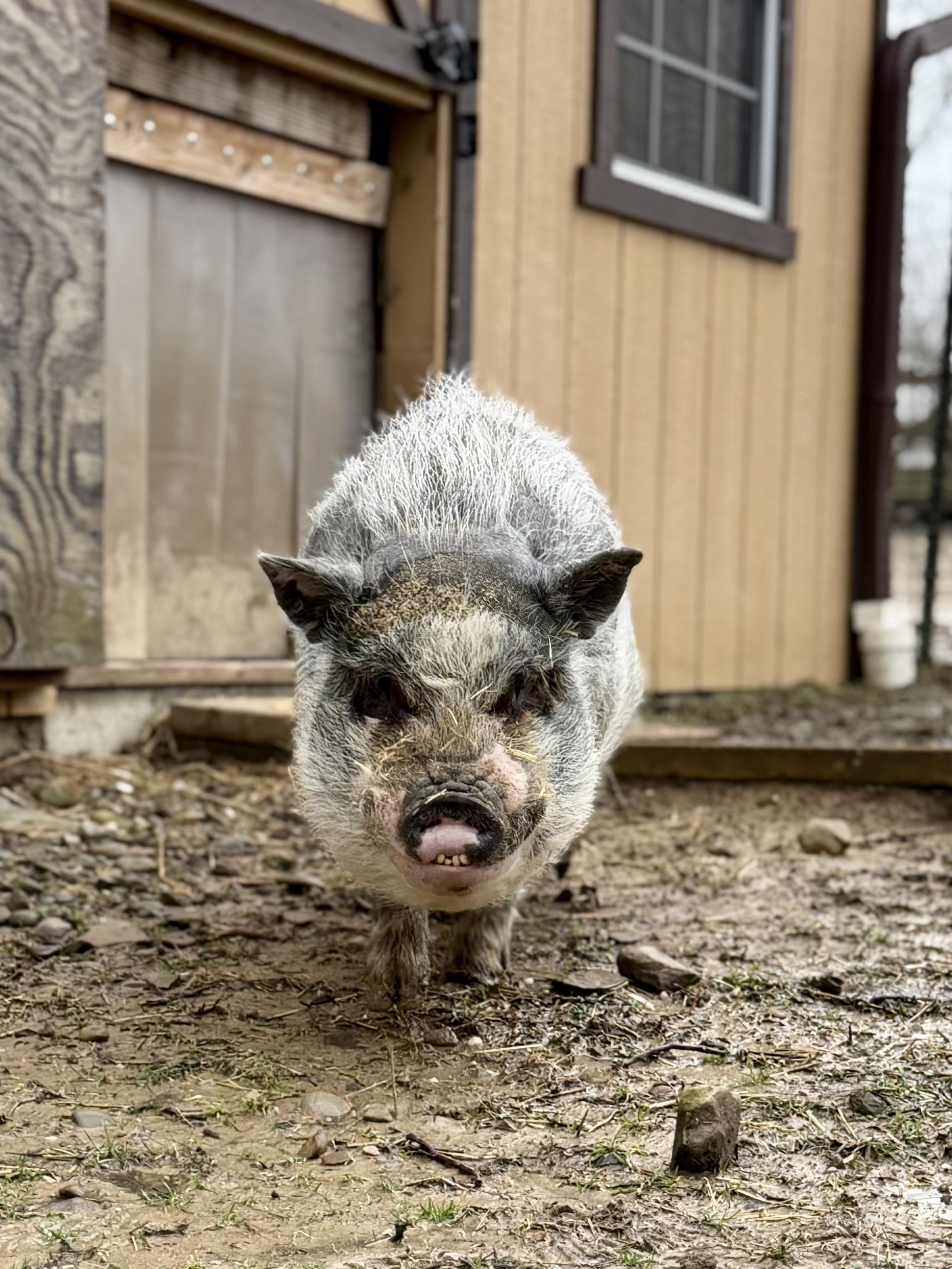Enlarge Bourbon, a ADOPTABLE Pot Bellied in Ravenna, OH image 3/6