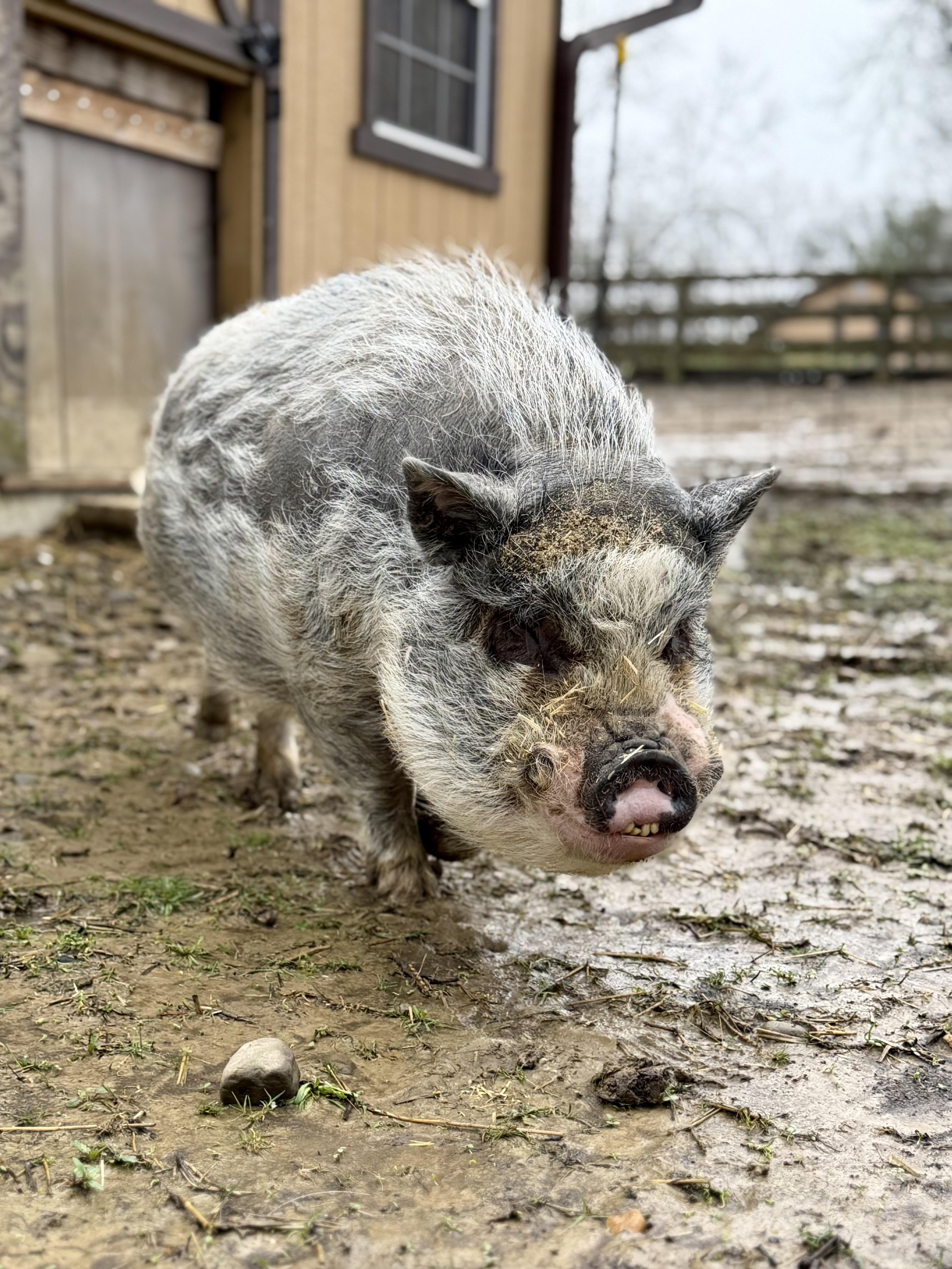 Enlarge Bourbon, a ADOPTABLE Pot Bellied in Ravenna, OH image 4/6