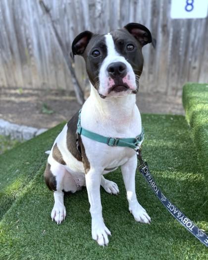 Kendall, Adoptable, Adult Female Pit Bull Terrier & Mixed Breed.