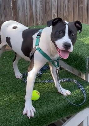 Kendall, Adoptable, Adult Female Pit Bull Terrier & Mixed Breed.