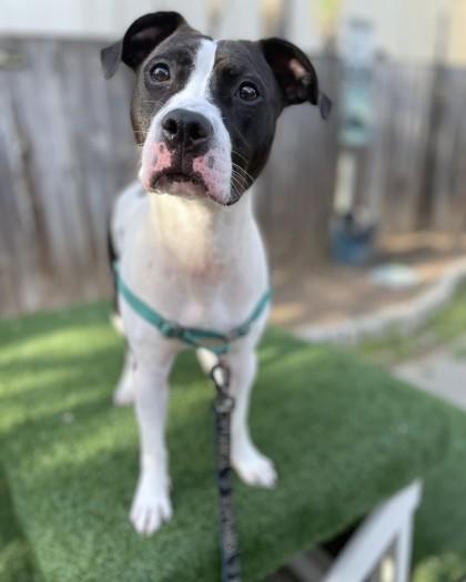 Enlarge Kendall, a Adoptable mixed breed in Washington, DC image 3/3