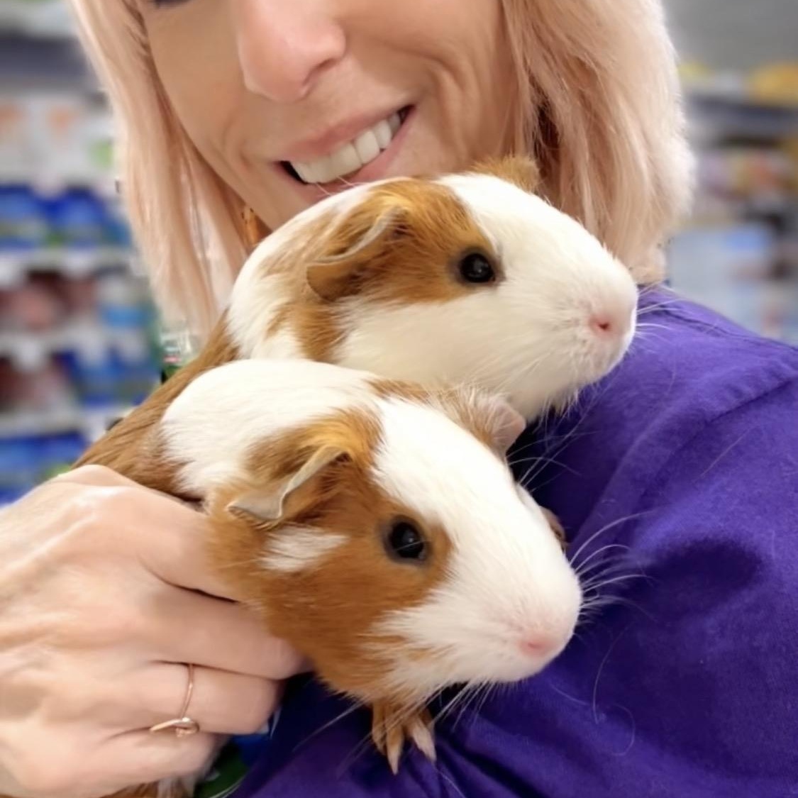 Levi & Luca, a Adoptable Guinea Pig in San Antonio, TX image 1/6