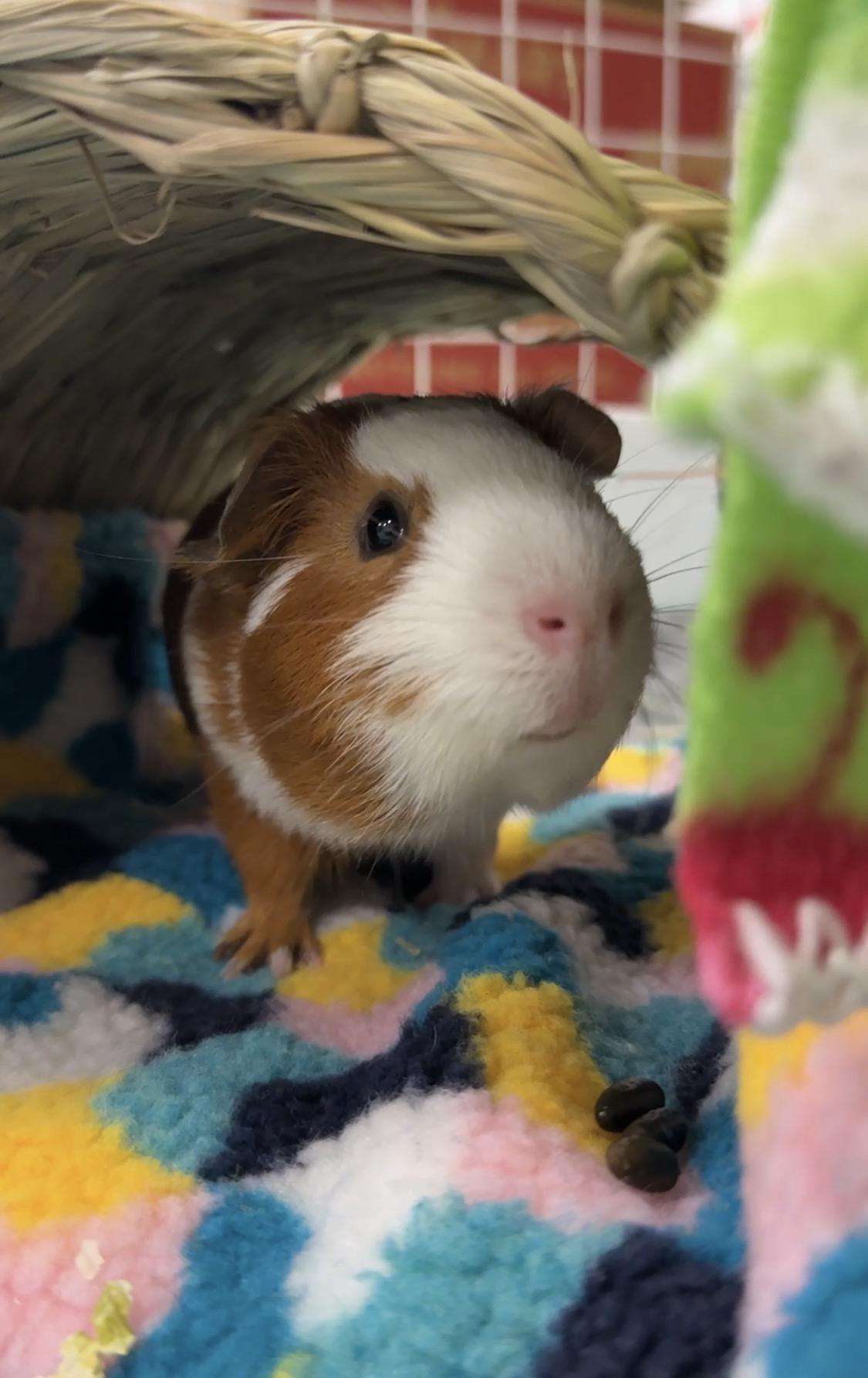 Levi & Luca, a Adoptable Guinea Pig in San Antonio, TX image 4/6