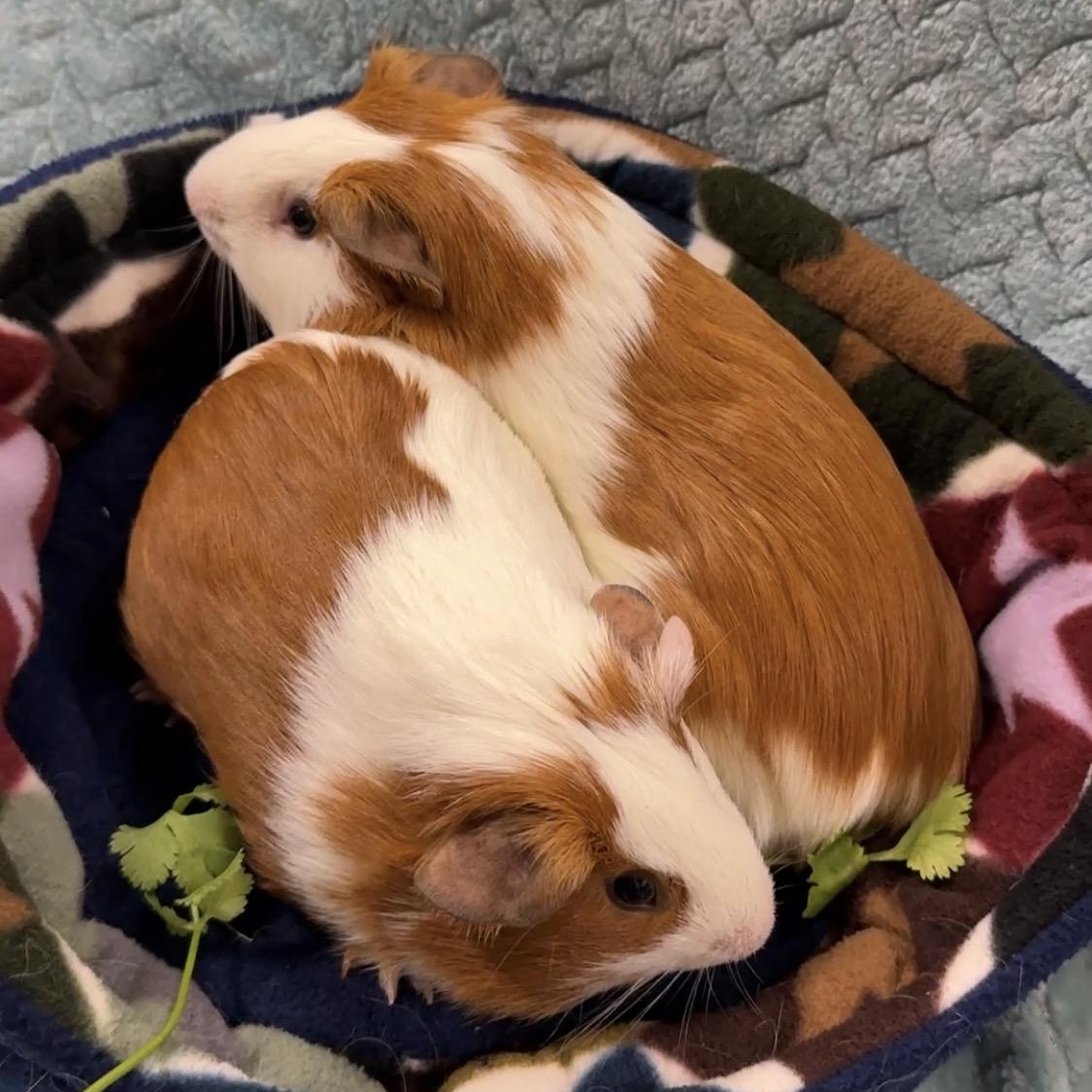 Levi & Luca, a Adoptable Guinea Pig in San Antonio, TX image 2/6