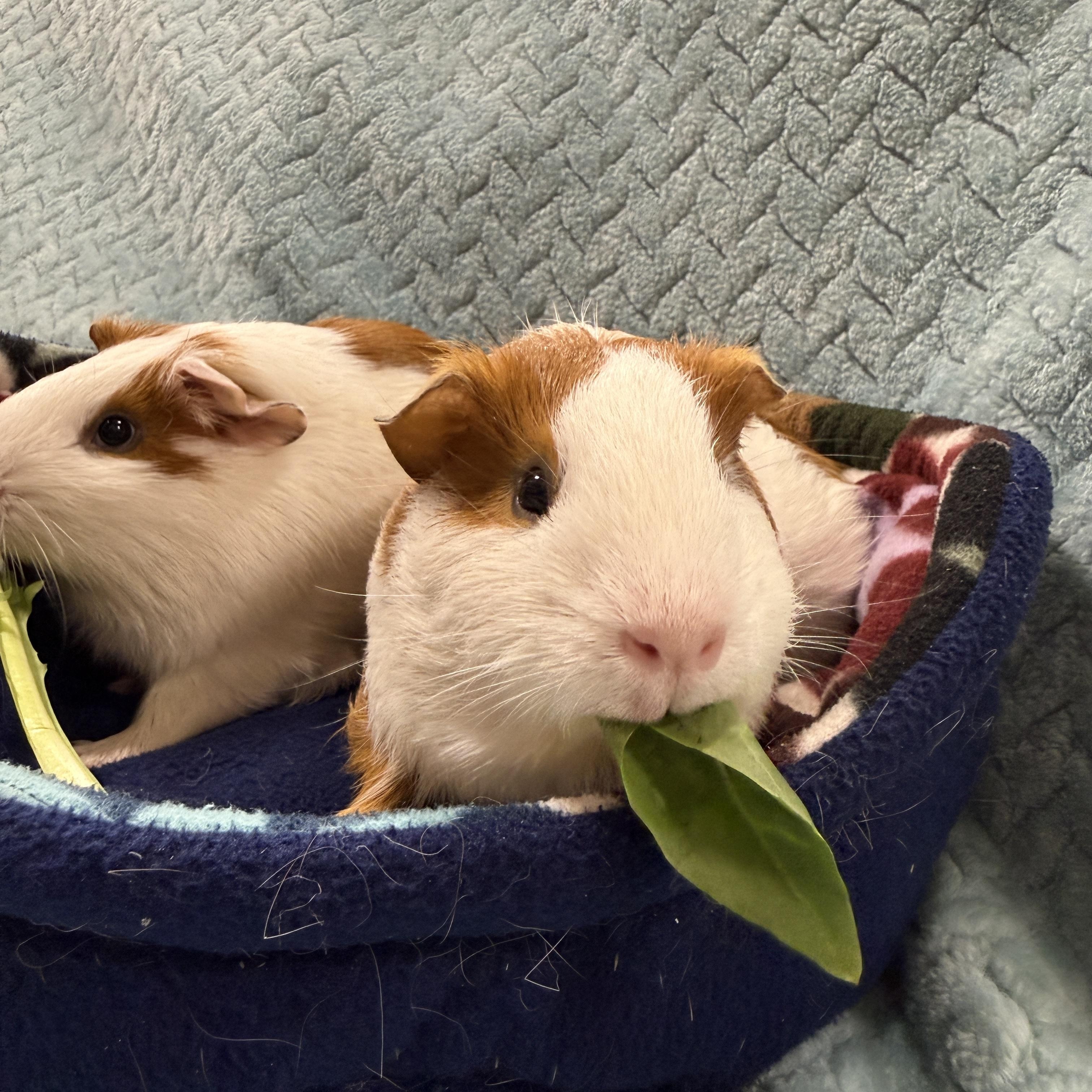 Levi & Luca, a Adoptable Guinea Pig in San Antonio, TX image 6/6