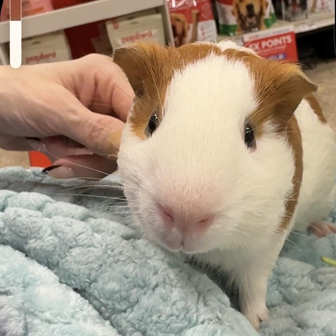 Levi & Luca, a Adoptable Guinea Pig in San Antonio, TX image 3/6