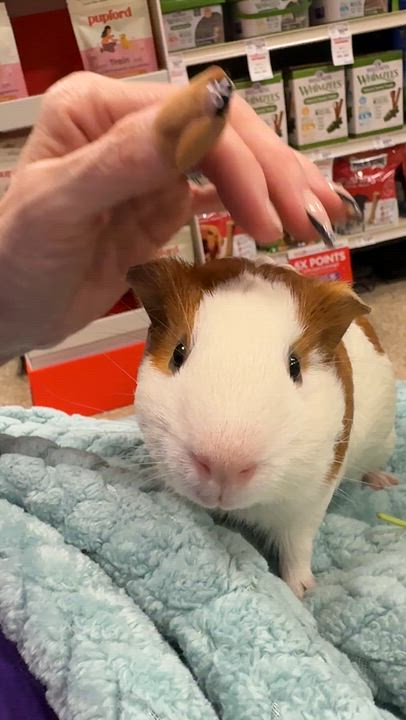 Enlarge Levi & Luca, a Adoptable Guinea Pig in San Antonio, TX video 5/6