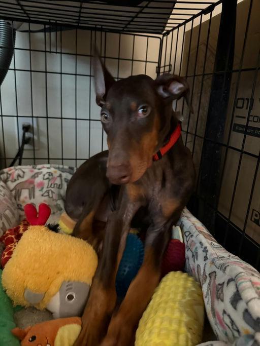 Enlarge Titan, a ADOPTABLE Doberman Pinscher in Los Angeles, CA image 5/6
