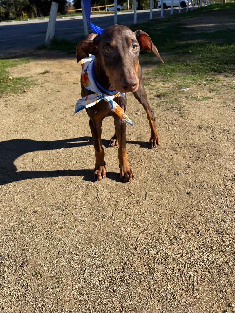 Titan, ADOPTABLE, Puppy Male Doberman Pinscher.
