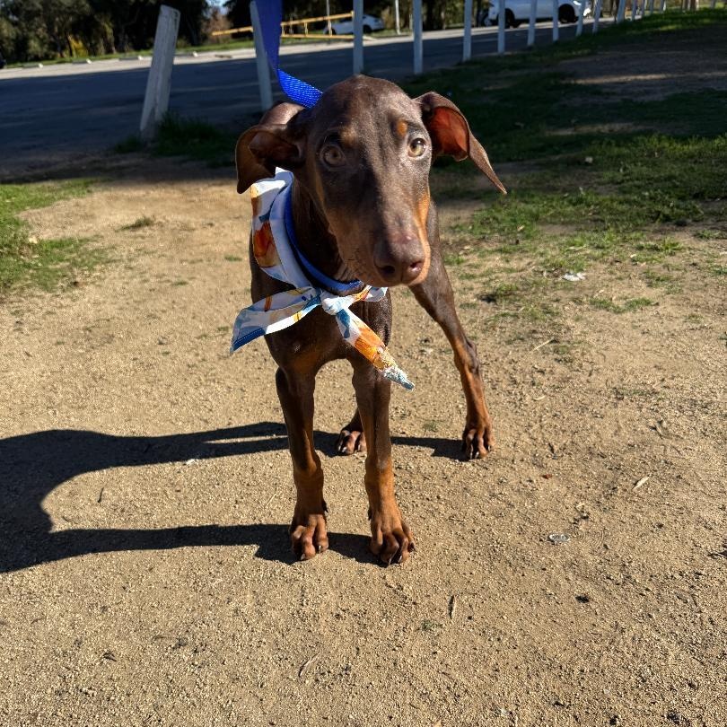 Titan, an adoption pending Doberman Pinscher in Los Angeles, CA image 2/5