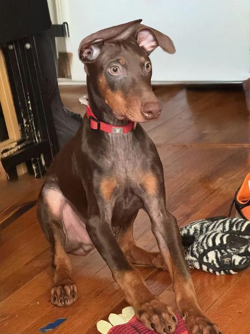 Enlarge Titan, a ADOPTABLE Doberman Pinscher in Los Angeles, CA image 3/6