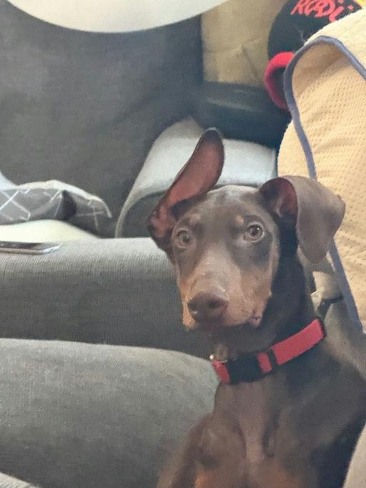 Enlarge Titan, a ADOPTABLE Doberman Pinscher in Los Angeles, CA image 6/6