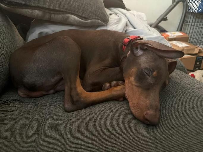 Enlarge Titan, a ADOPTABLE Doberman Pinscher in Los Angeles, CA image 2/6