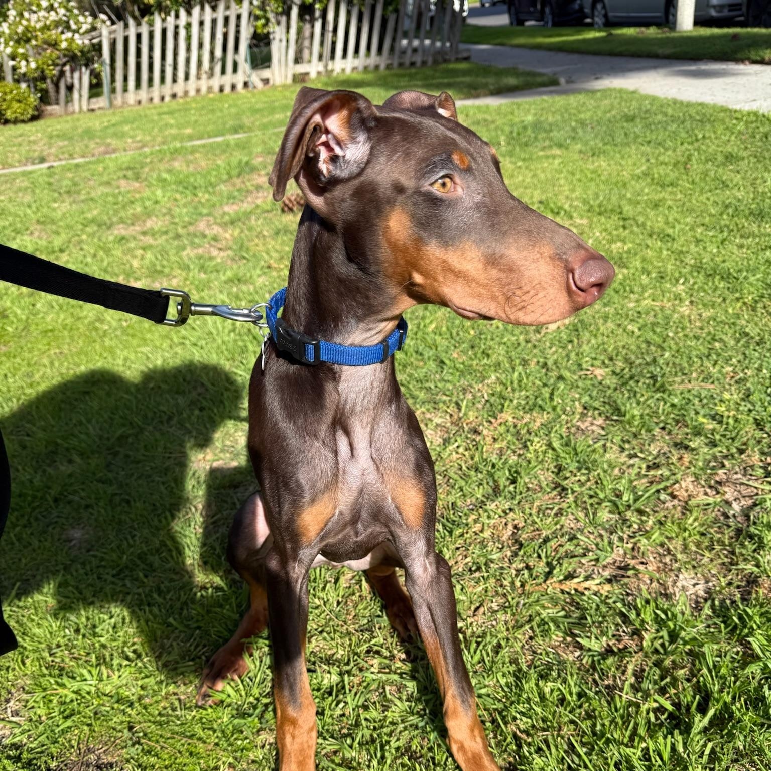 Titan, an adoption pending Doberman Pinscher in Los Angeles, CA image 3/5