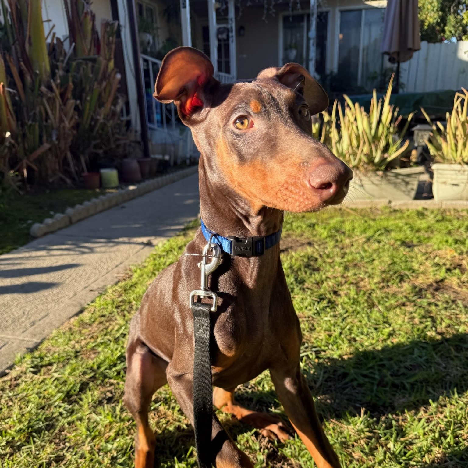 Titan, an adoption pending Doberman Pinscher in Los Angeles, CA image 1/5