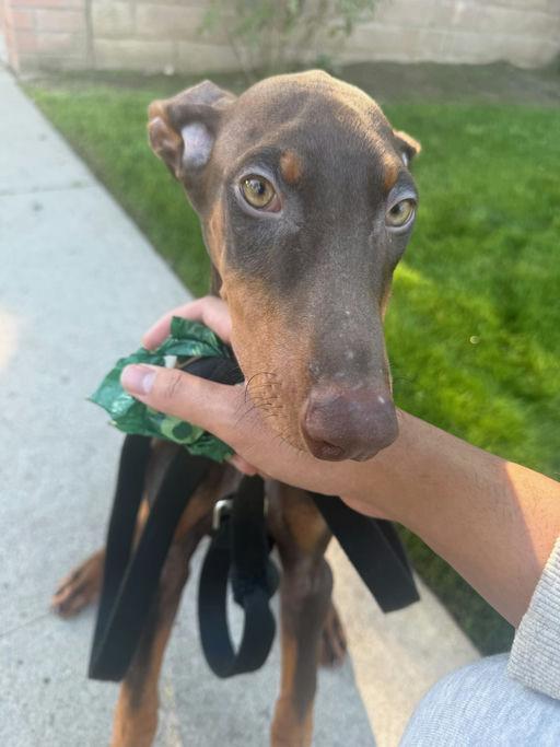 Enlarge Titan, a ADOPTABLE Doberman Pinscher in Los Angeles, CA image 4/6