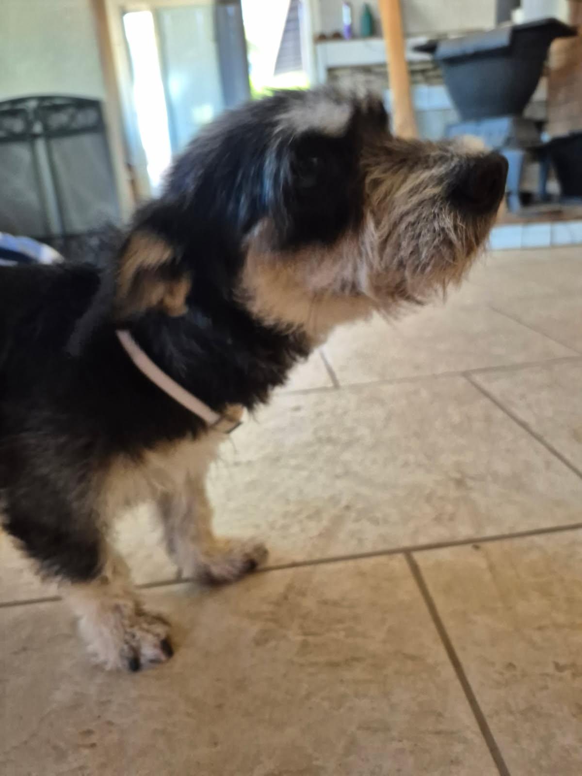 Enlarge Dahlia , a ADOPTABLE mixed breed in Saint David, AZ image 5/6