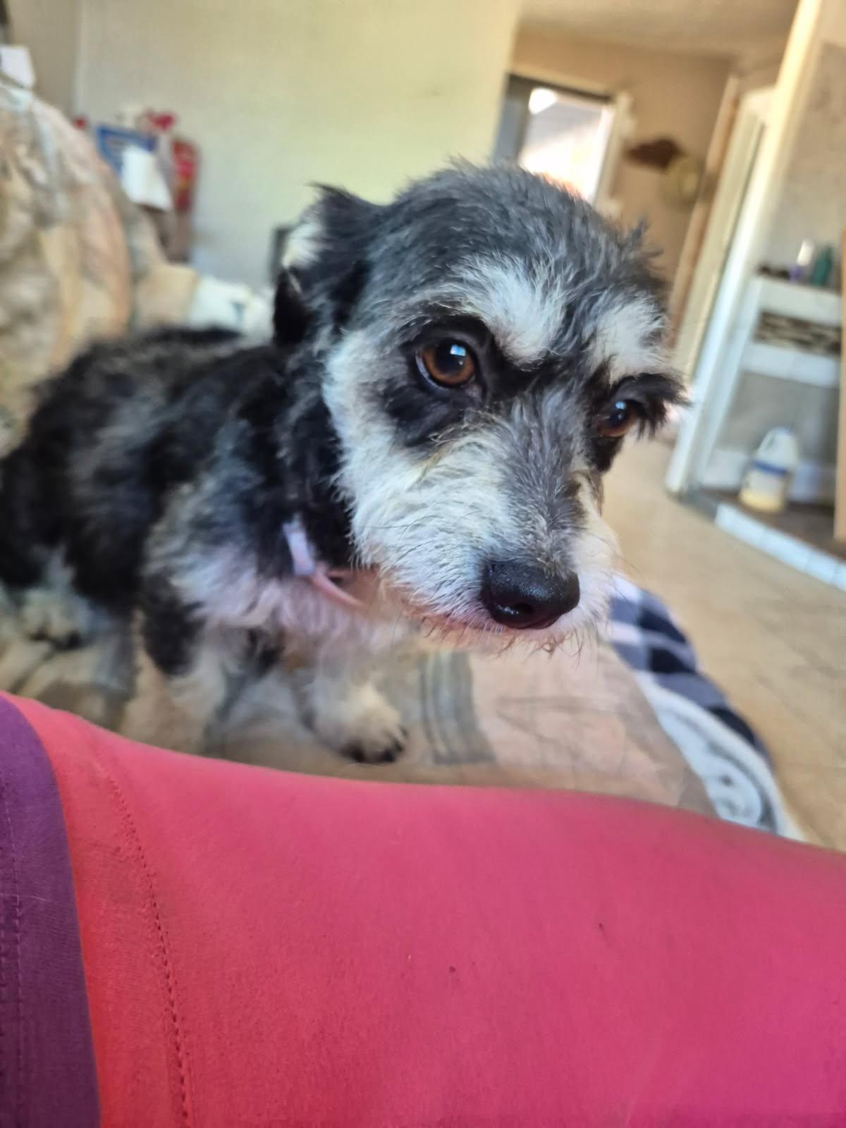 Enlarge Dahlia , a ADOPTABLE mixed breed in Saint David, AZ image 6/6