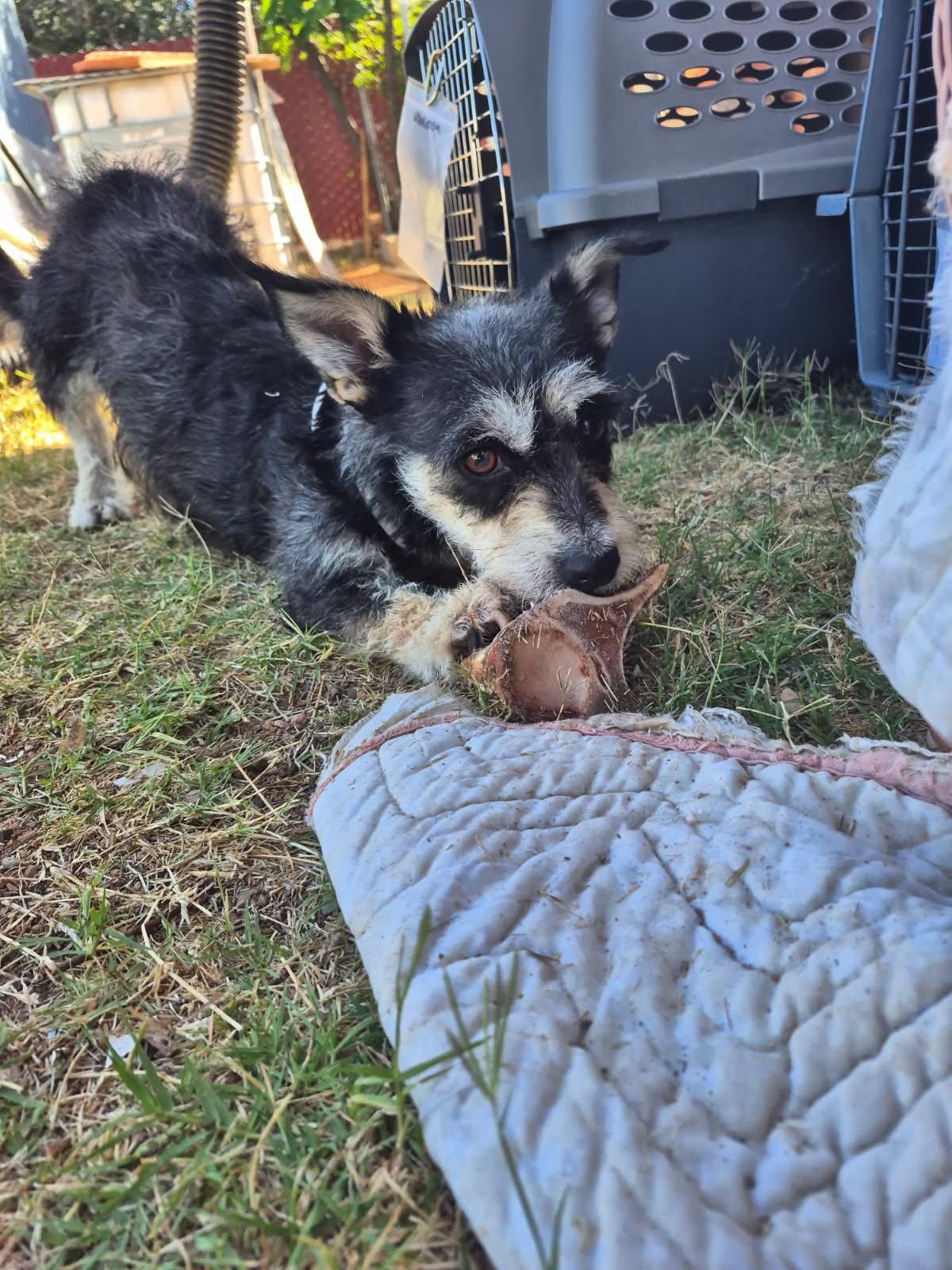 Dahlia , ADOPTABLE, Adult Female Miniature Schnauzer.