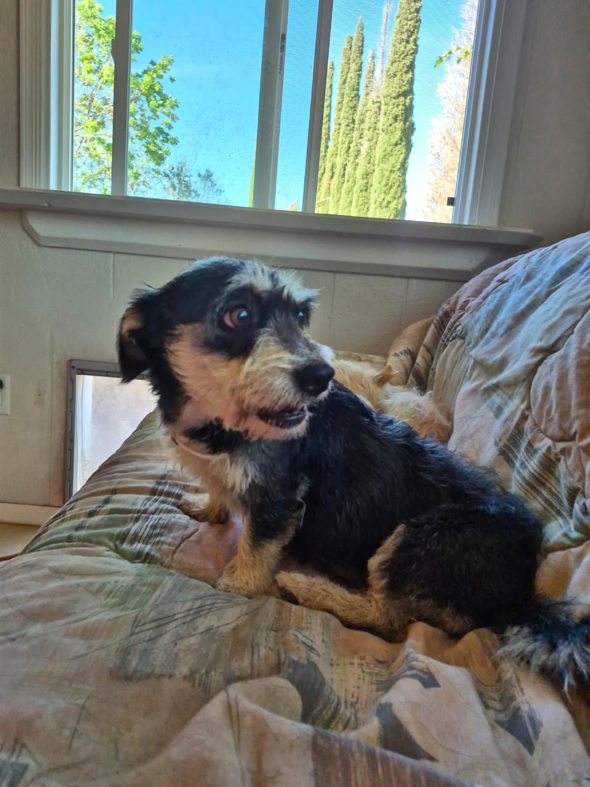 Enlarge Dahlia , a ADOPTABLE mixed breed in Saint David, AZ image 2/6