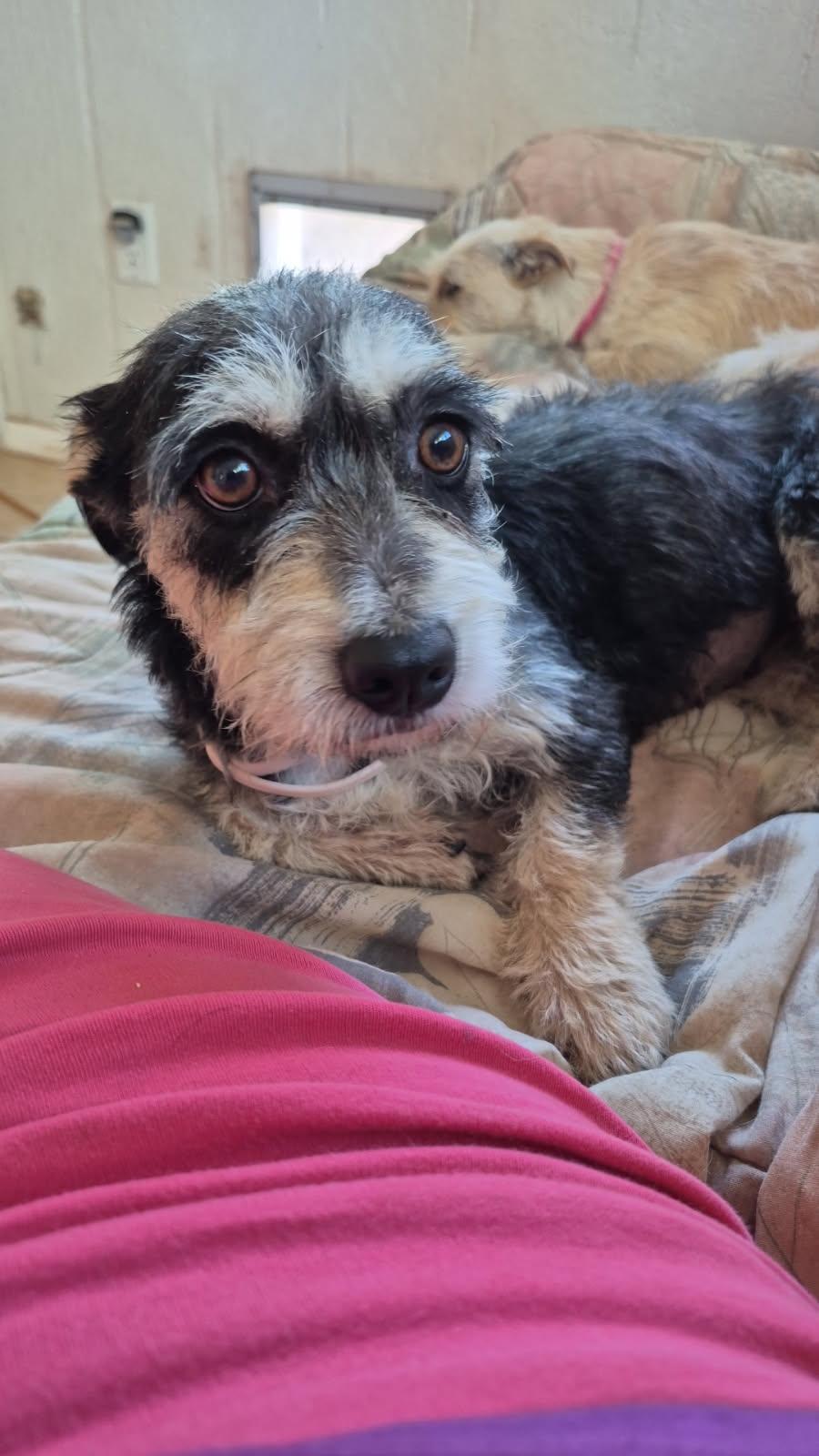 Enlarge Dahlia , a ADOPTABLE mixed breed in Saint David, AZ image 4/6