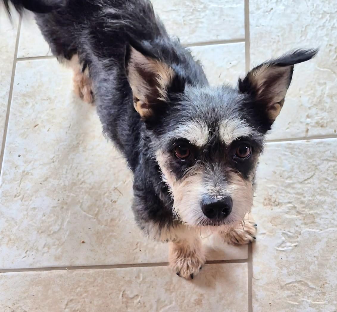 Enlarge Dahlia , a ADOPTABLE mixed breed in Saint David, AZ image 3/6