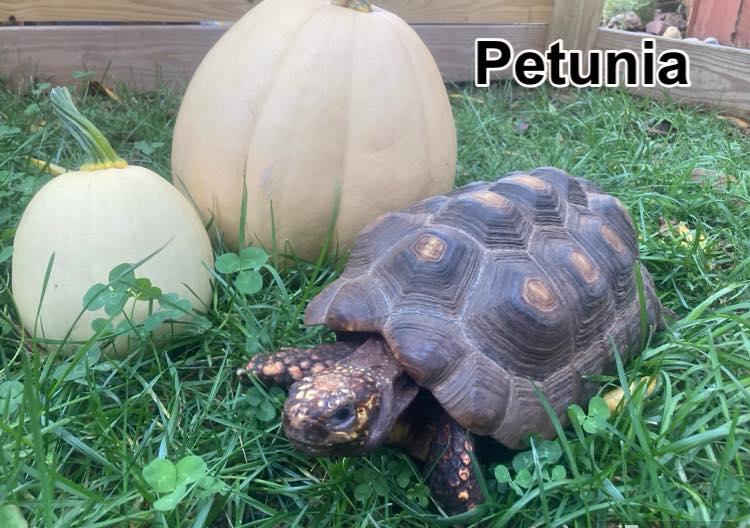 Enlarge Petunia, an adopted Red Foot in Palmerton, PA image 1/3