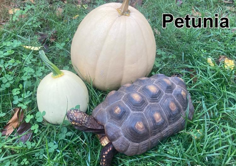 Enlarge Petunia, an adopted Red Foot in Palmerton, PA image 2/3