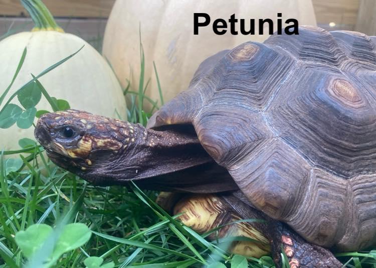 Enlarge Petunia, an adopted Red Foot in Palmerton, PA image 3/3