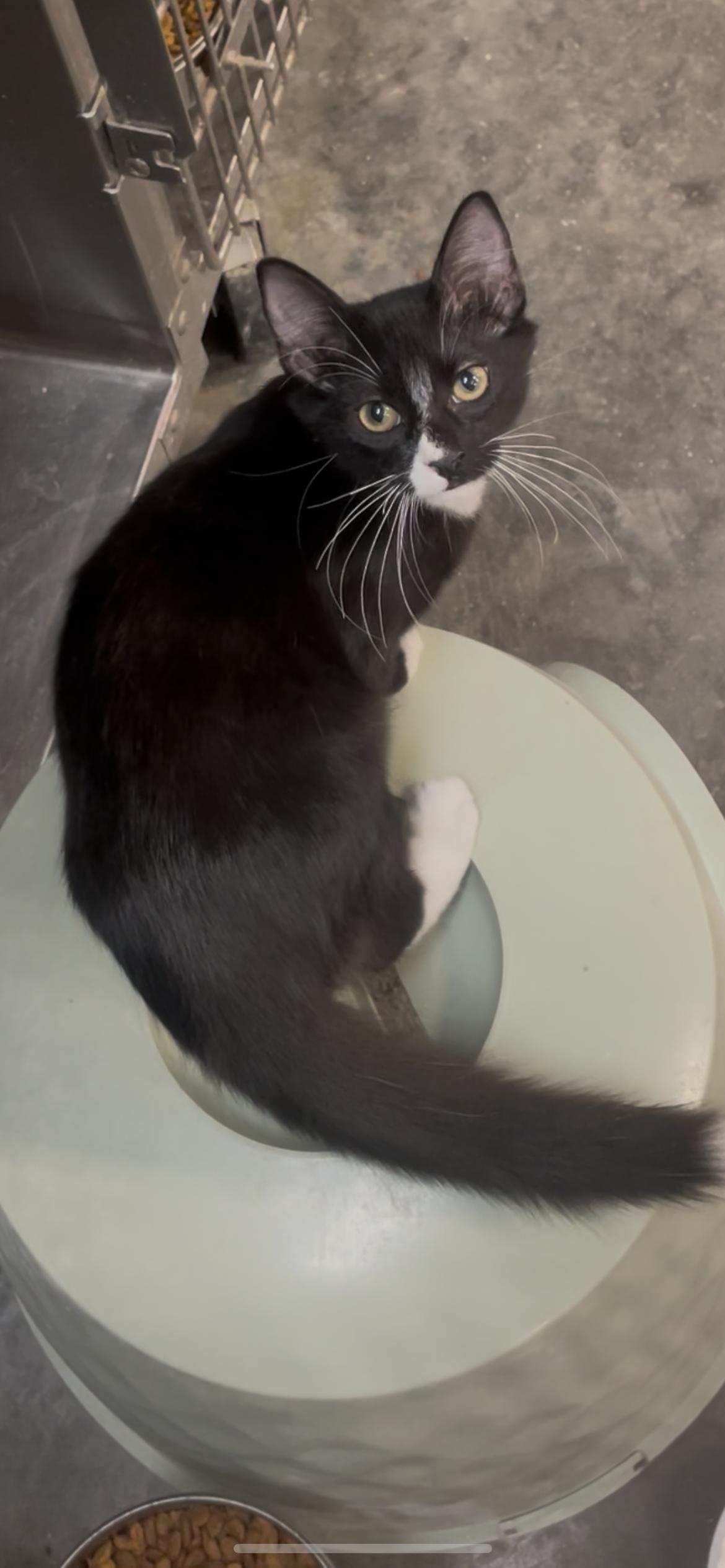 Enlarge Hermi, a ADOPTABLE Tuxedo in Baton Rouge, LA image 1/1