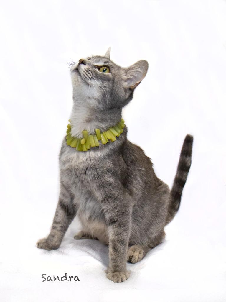 Sandra, Adoptable, Young Female Domestic Short Hair.