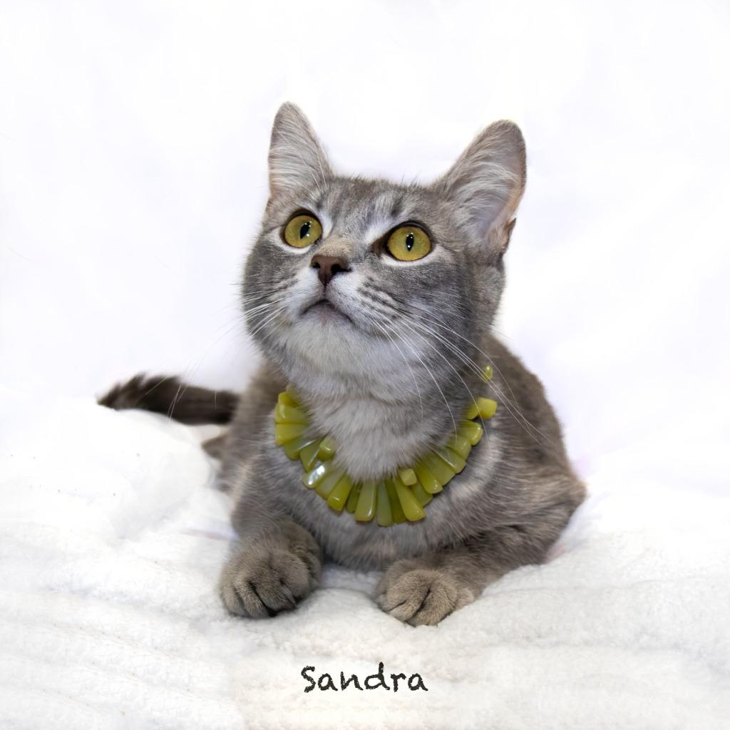 Sandra, a Adoptable mixed breed in Hot Springs Village, AR image 2/2