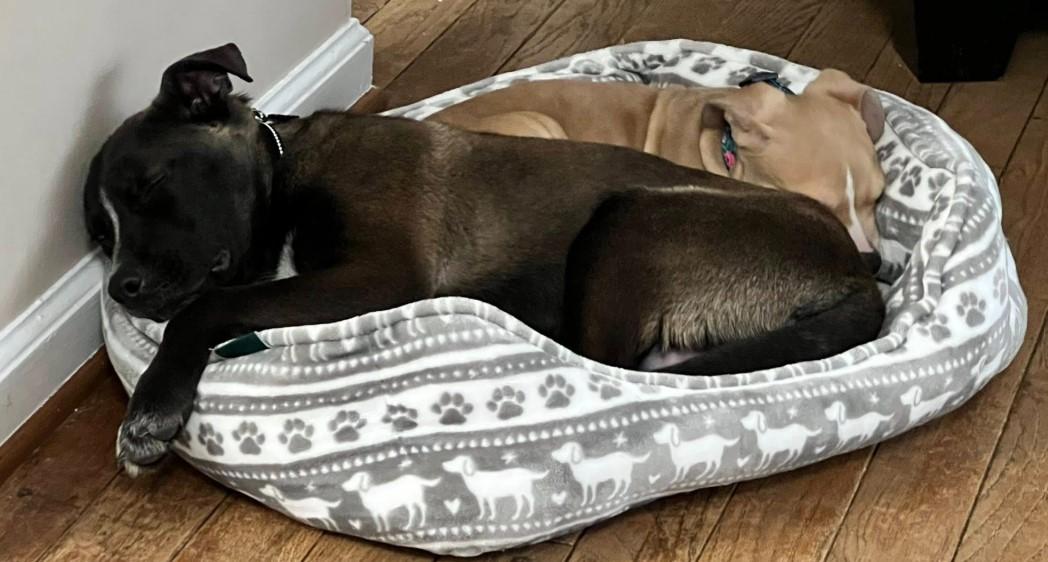 Pip, Adoptable, Young Male Dutch Shepherd.