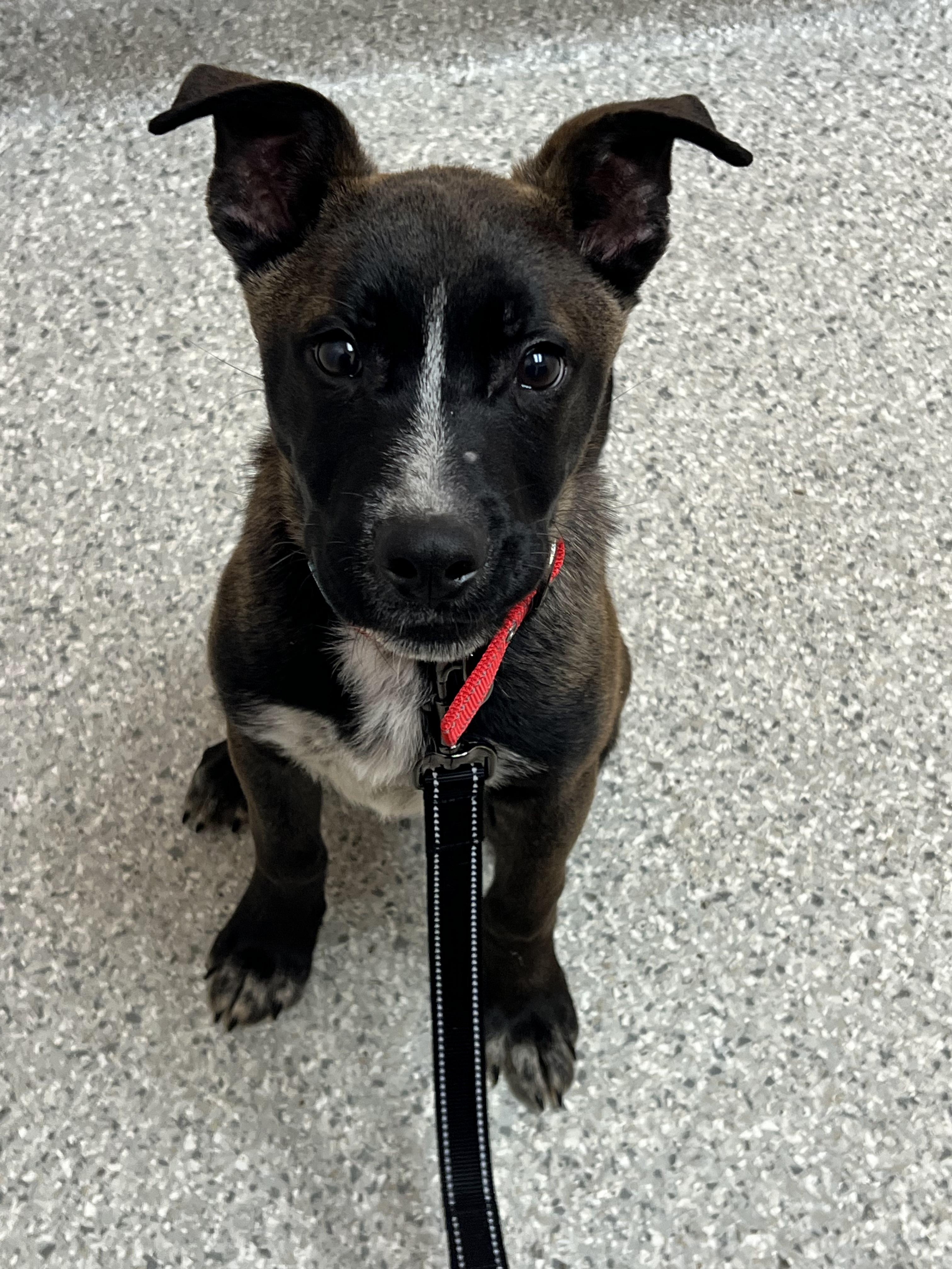 Enlarge Pip, a Adoptable mixed breed in Troy, MI image 3/6