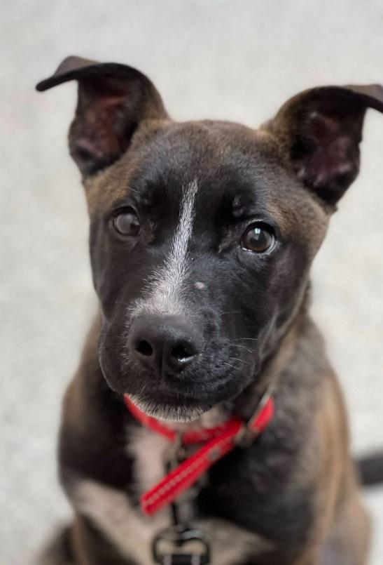 Enlarge Pip, a Adoptable mixed breed in Troy, MI image 4/6