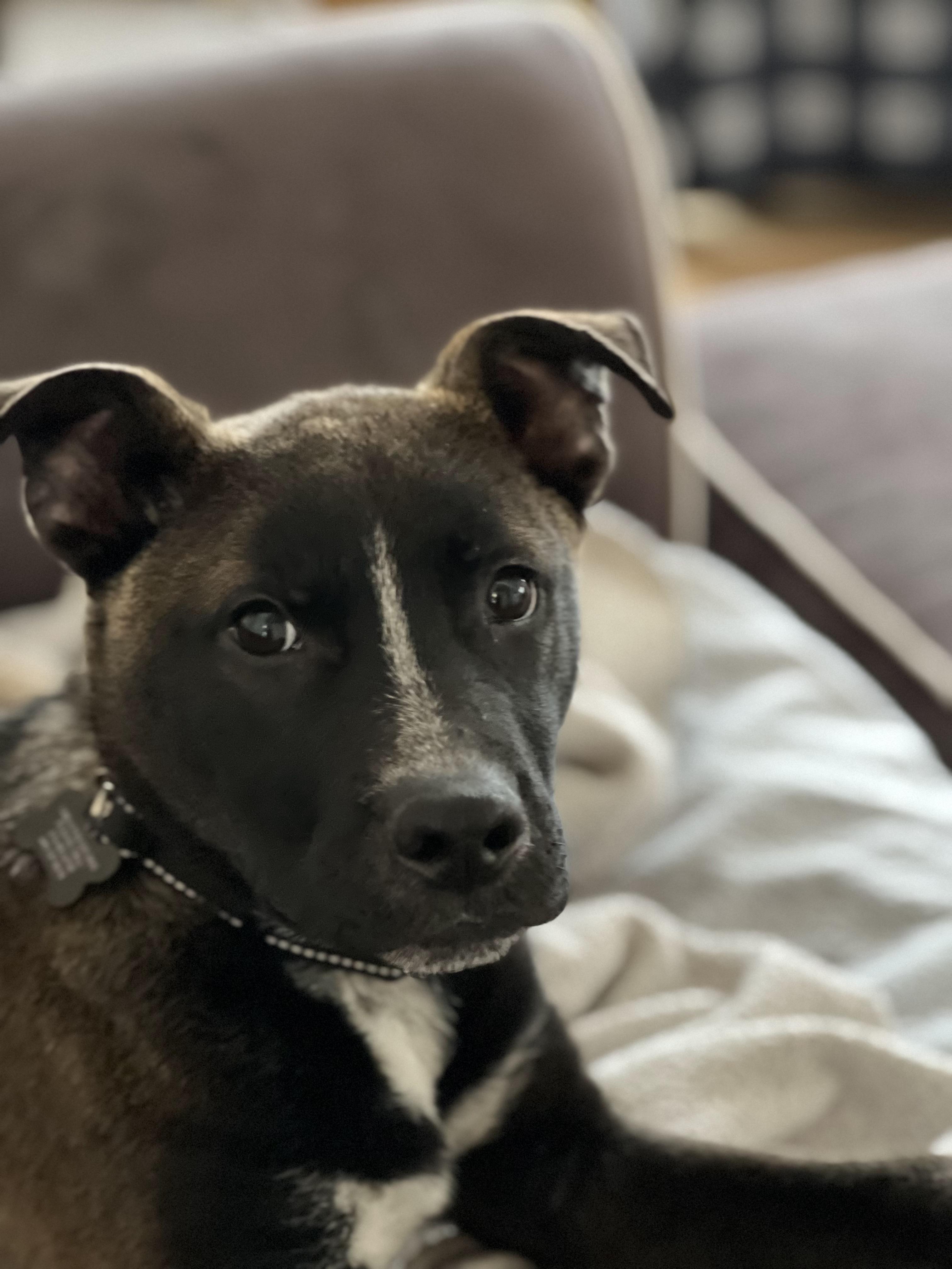 Enlarge Pip, a Adoptable mixed breed in Troy, MI image 5/6