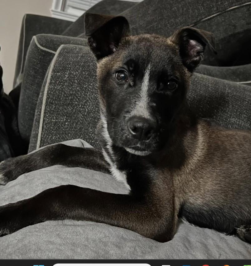 Enlarge Pip, a Adoptable mixed breed in Troy, MI image 6/6