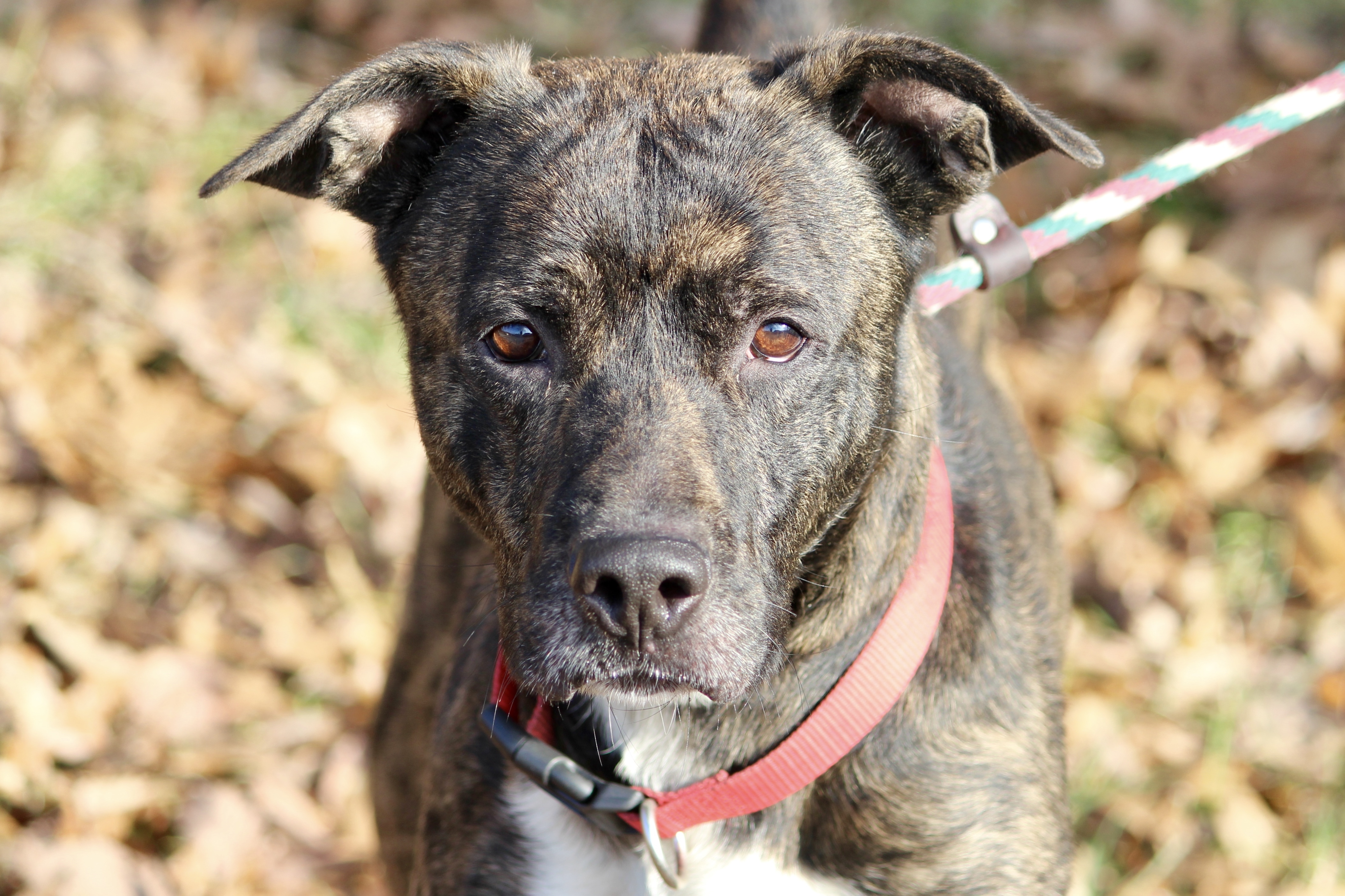 LEO, Adoptable, Senior Male Terrier.
