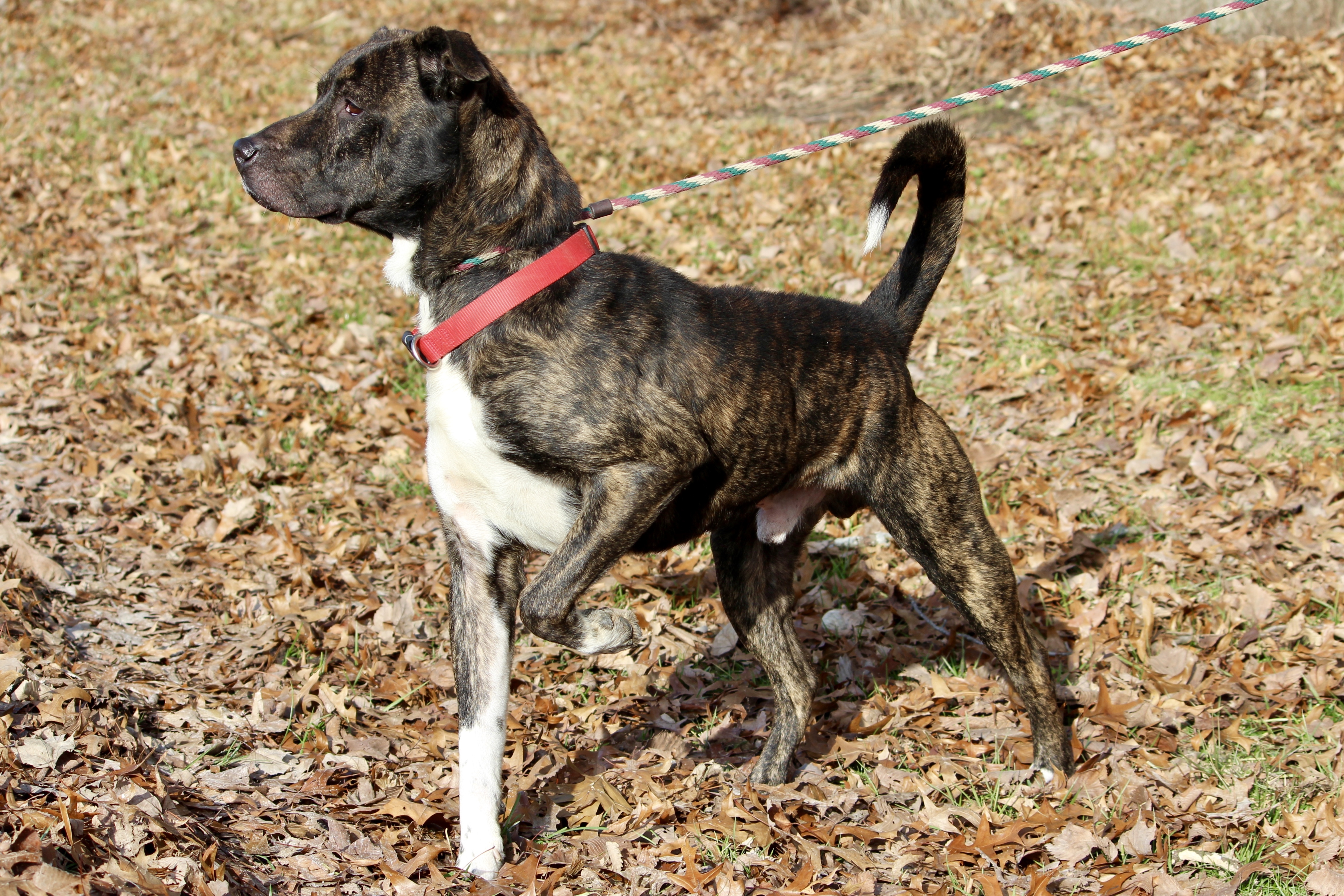 LEO, a Adoptable mixed breed in Brazil, IN image 4/12