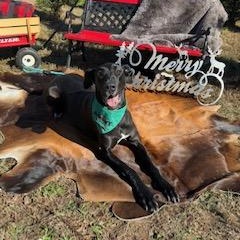 MILLIE MAE, an adopted Great Dane in Milwaukee , WI image 6/6