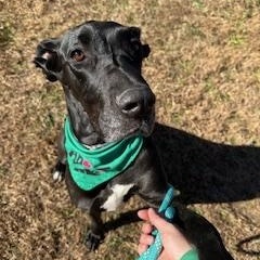 MILLIE MAE, an adopted Great Dane in Milwaukee , WI image 5/6