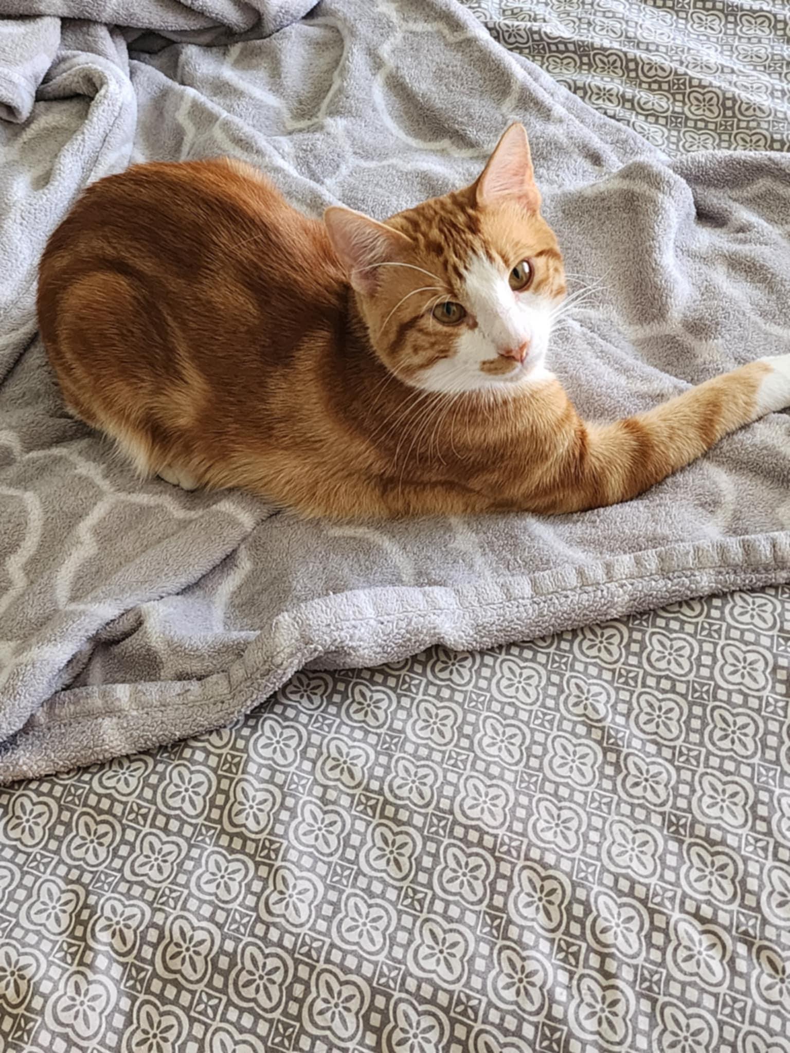 Rhett, Baby Male Tabby